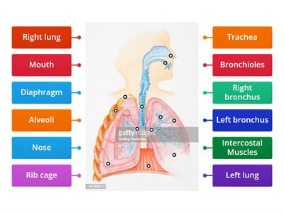 Structure of the Respiratory System