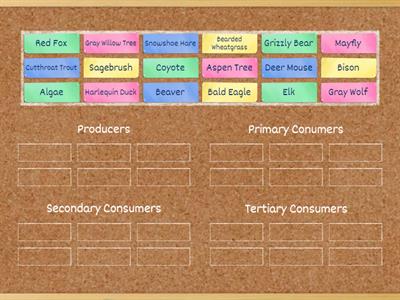 Interpreting Food Web - Energy Pyramid