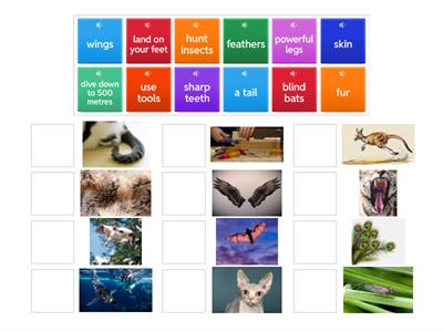 6C Gold Experience A2+