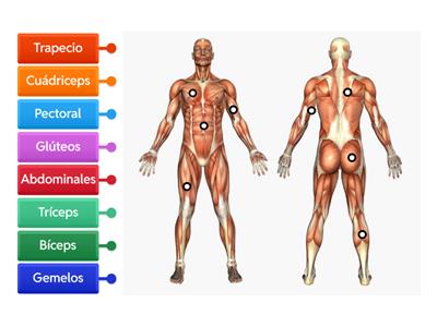 Músculos 3º PRIMARIA