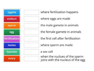  S1 BGE  Reproduction Terms