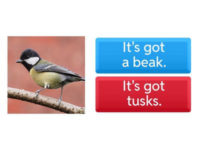 Stars and Heroes 3 unit 2 animal body parts + It's got.