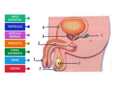 Sistema Genital Masculino