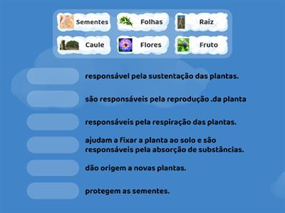 Partes das plantas (combinação)