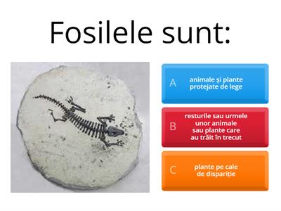 Fosile