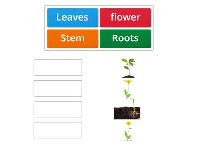 Parts of a plant