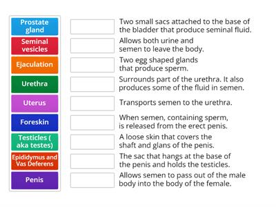 Male reproductive system- Definitions