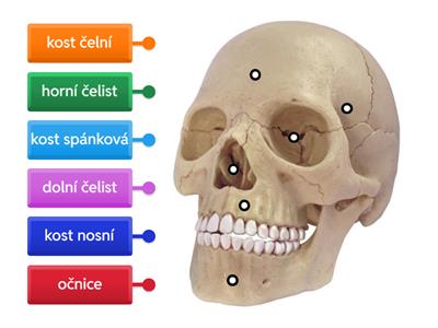 kostra hlavy - lebka