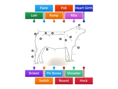 Cattle External Anatomy