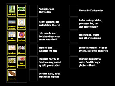 Cell Organelles 