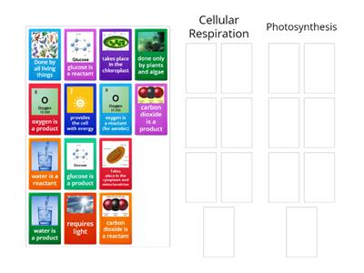 Cellular Respiration and Photosynthesis