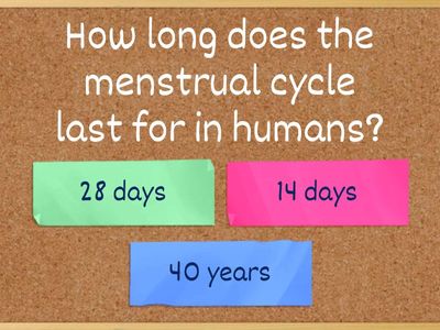 Menstrual cycle 