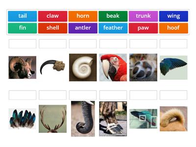 Animals Body parts