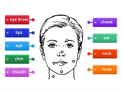 Parts of the Face