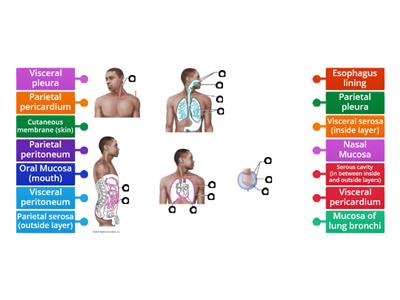 Body Membranes (images property of mastering a & p) used for educational purpose only