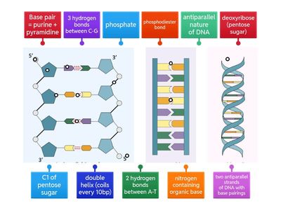 DNA structure SJO