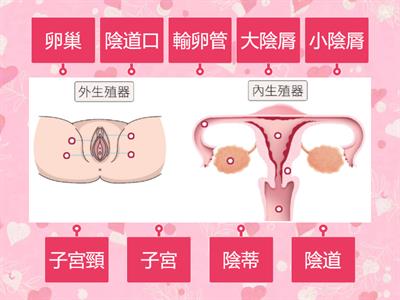 南一國中健體1上ch2-1女性生殖器