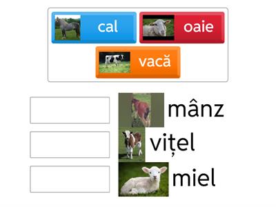 alege puiul fiecărui animal