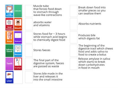 Digestive System Functions