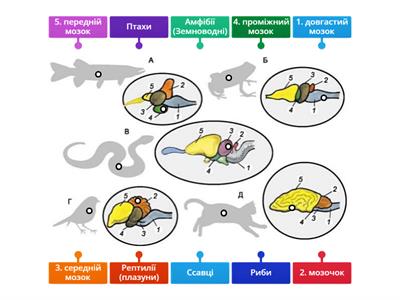 Головний мозок  тварин