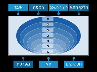 רמות ארגון - כיתה ז'