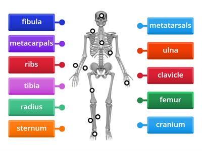 Label the Skeleton! 