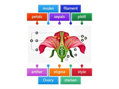   Parts of a flower Quinn
