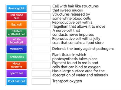 IGCSE Specialised cells 