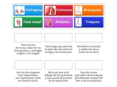 Fisiología del Sistema respiratorio