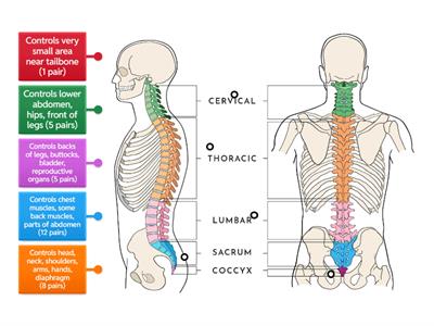 Spinal Nerves (31 Pairs)