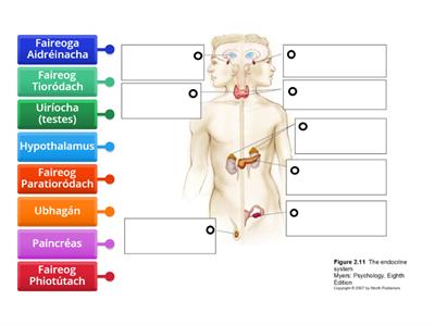 Córas Incríneach (endocrine) (9 faireoga/glands)