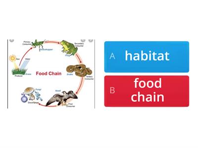 Food chain and habitat - Vocabulary (Student's book 3 Super Minds 3 Unit 2)