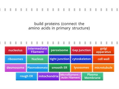 bio quiz structure word and definition match