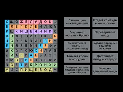 Внутренние органы