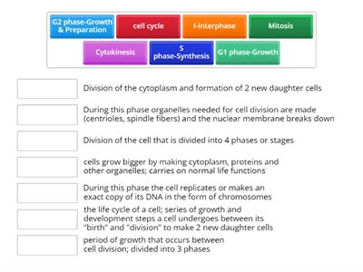 Cell Cycle Vocabulary Review