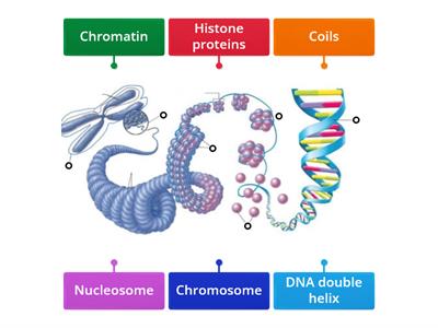 DNA Packing