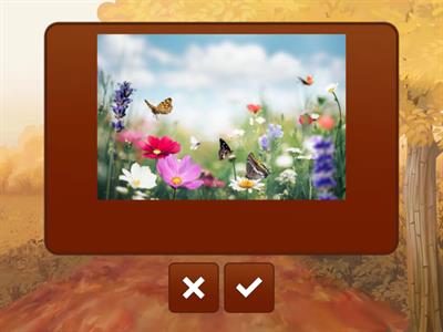 Spring/Summer/ Fall/ Autumn