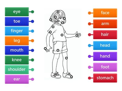 Body parts 
