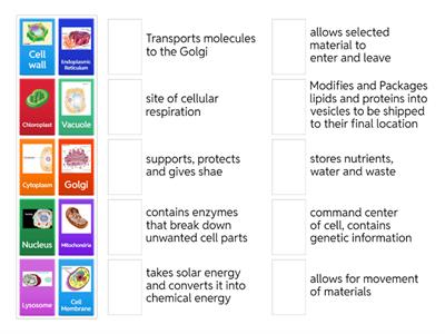 Organelle Structure and Function Matching