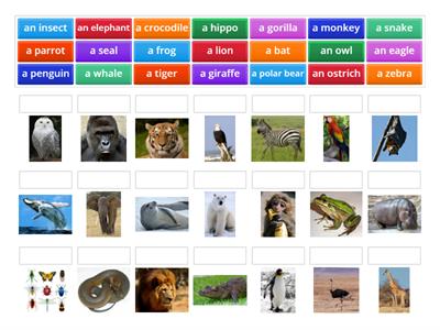 ZOO Animals 