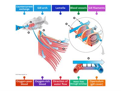 Gas Exchange in Fish