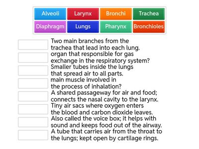 RESPIRATORY SYSTEM
