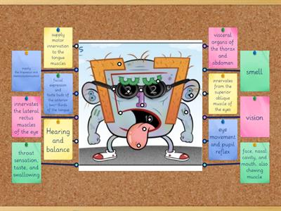 The Cranial Nerves: Definition