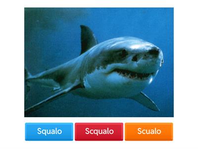  CQ Q e parole capricciose