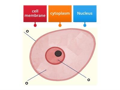 S1 science animal cell