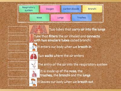 Respiratory system