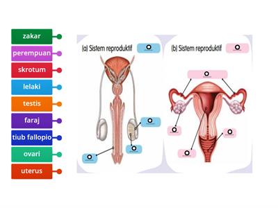 SISTEM REPRODUKTIF