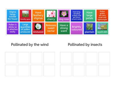 Pollination insect or wind? Jm