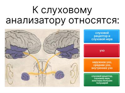 Слуховой анализатор