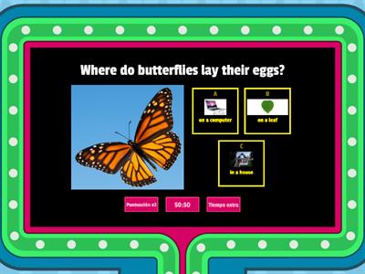 Butterfly Life Cycle